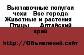 Выставочные попугаи чехи - Все города Животные и растения » Птицы   . Алтайский край